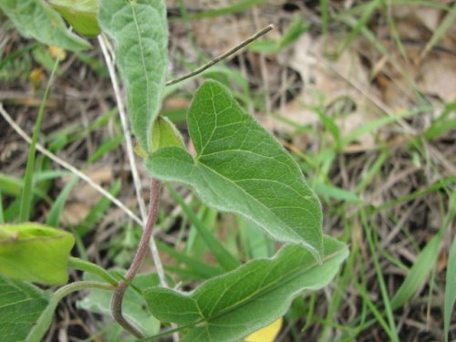 Macoun's Hedge Bindweed (Calystegia macounii)