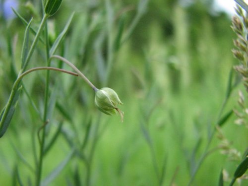 Blue Flax (Linum perenne)