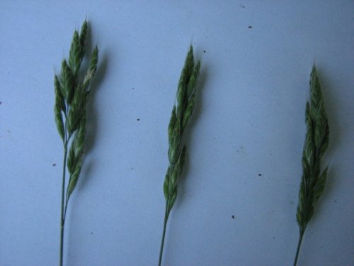 Soft Brome (Bromus hordeaceus)