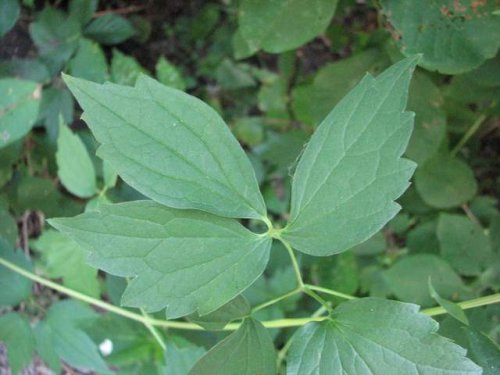 Virginia Clematis (Clematis virginiana)