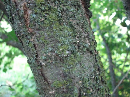 Japanese Tree Lilac (Syringa reticulata)