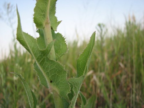 Western Wild Lettuce (Lactuca ludoviciana)