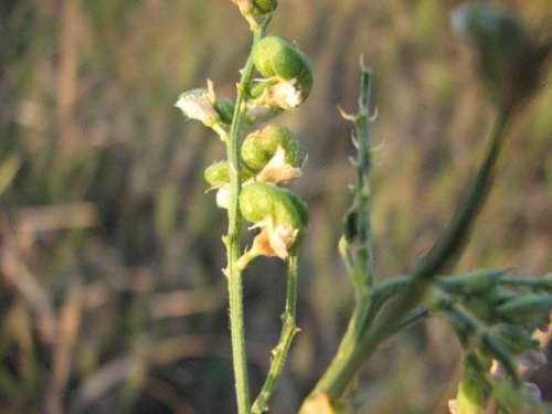 Alfalfa (Medicago sativa)