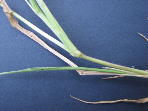 Prairie Cup Grass (Eriochloa contracta)