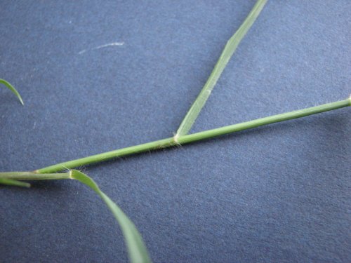 Stinkgrass (Eragrostis cilianensis)