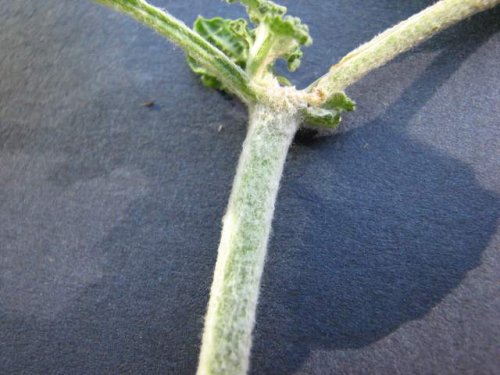 Horehound (Marrubium vulgare)