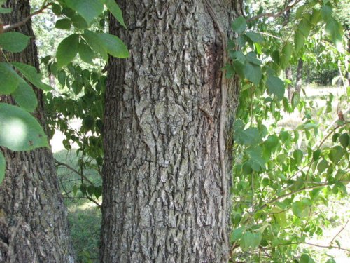 Mockernut Hickory (Carya tomentosa)