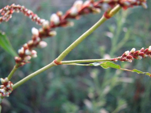 Pale Smartweed (Persicaria lapathifolia)