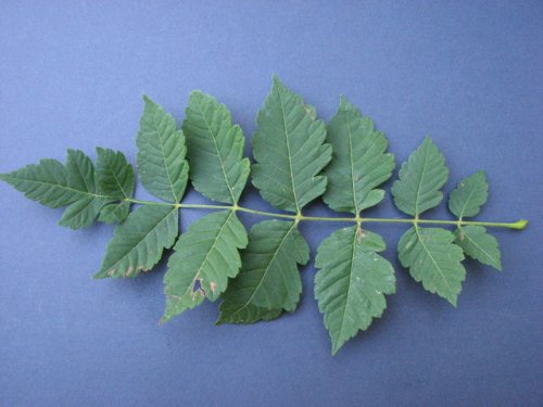 Golden Rain Tree (Koelreuteria paniculata)