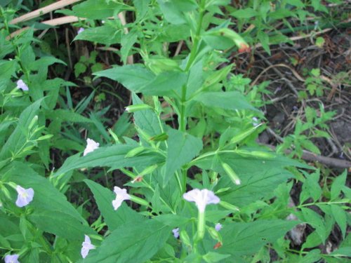 Winged Monkeyflower (Mimulus alatus)