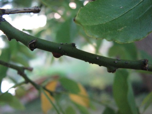 Japanese Pagoda Tree (Styphnolobium japonicum)