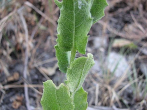 Camphorweed (Heterotheca subaxillaris)