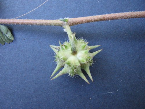 Spreading Puncture Vine (Tribulus terrestris)