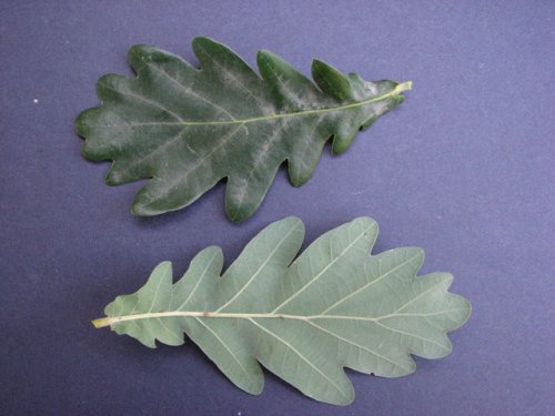 English Oak (Quercus robur)
