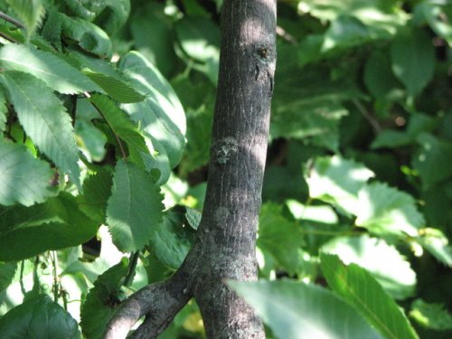 Pecan (Carya illinoinensis)