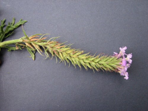 Dakota Verbena (Glandularia bipinnatifida)