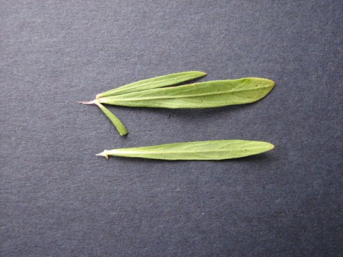 Nodding Green Violet (Hybanthus verticillatus)