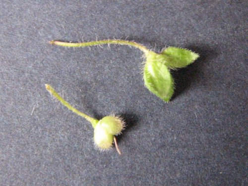 Winter Speedwell (Veronica persica)