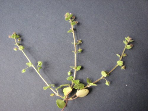 Ivyleaf Speedwell (Veronica hederifolia)