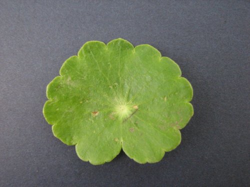 Floating Pennyroyal (Hydrocotyle ranunculoides)