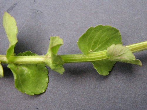 Clasping Leaf Venus' Looking G (Triodanis perfoliata)