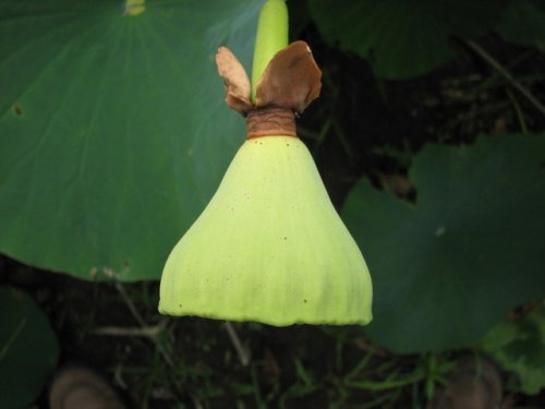 American Lotus (Nelumbo lutea)