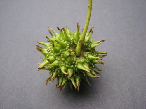 American Sweetgum (Liquidambar styraciflua)