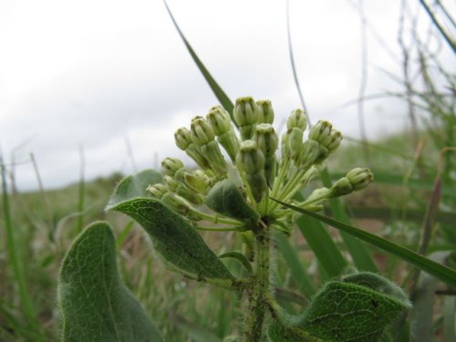 Woolly Milkweed (Asclepias lanuginosa)