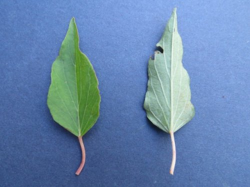 Narrowleaf morning glory (Ipomoea shumardiana)