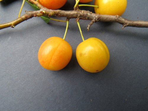 Wild Goose Plum (Prunus munsoniana)