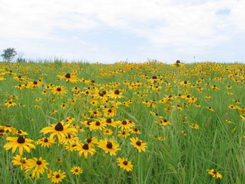 Black Eyed Susan (Rudbeckia hirta)