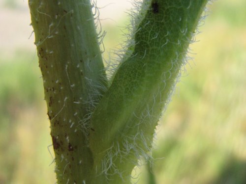 Compass Plant (Silphium laciniatum)