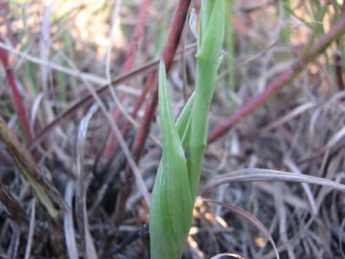 Great Plains Lady's Tresses (Spiranthes magnicamporum)