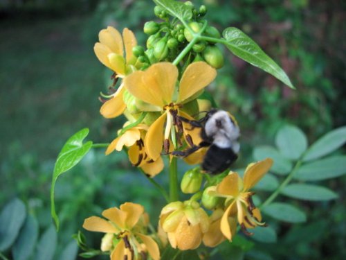 Maryland Senna (Cassia marilandica)