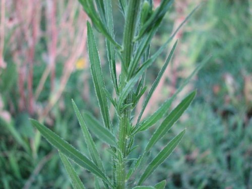 Tall Horseweed (Conyza canadensis)