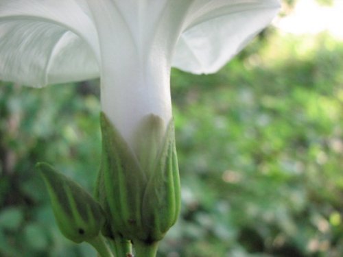 Bigroot morning glory (Ipomoea pandurata)