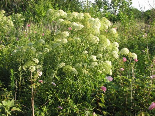 Water Hemlock (Cicuta maculata)