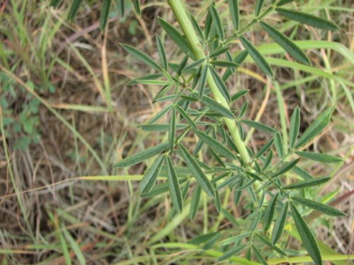 white prairie clover (Dalea candida)