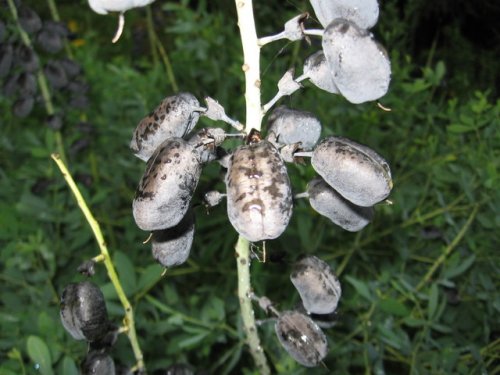 White Wild Indigo (Baptisia alba)