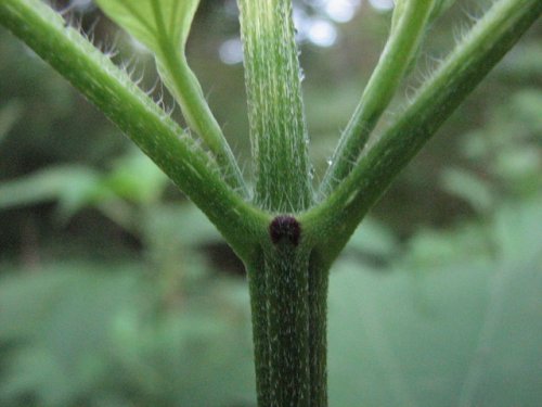 Giant Ragweed (Ambrosia trifida)