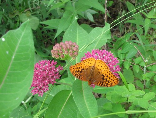 Purple Milkweed (Asclepias purpurascens)