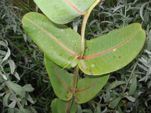 Smooth Milkweed (Asclepias sullivantii)