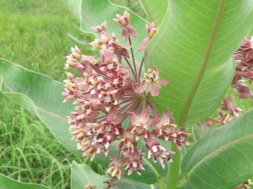 Common Milkweed (Asclepias syriaca)