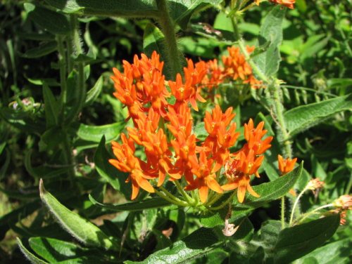 Butterfly Milkweed (Asclepias tuberosa)