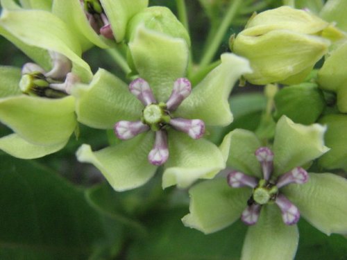 Green Antelopehorn (Asclepias viridis)