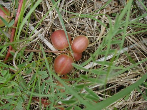 Ground Plum Milkvetch (Astragalus crassicarpus)