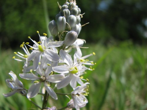 Wild Hyacinth (Camassia angusta)
