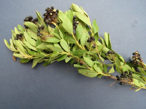 Inland New Jersey Tea (Ceanothus herbaceus)