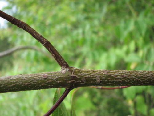 Swamp Dogwood (Cornus amomum)