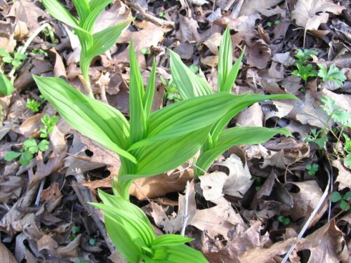 Yellow Lady's Slipper (Cypripedium pubescens)